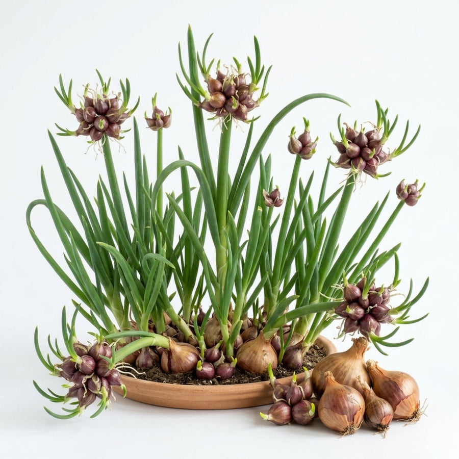 Set of 10 Egyptian Walking Onion Bulbs, Walking Onion Perennial Vegetable