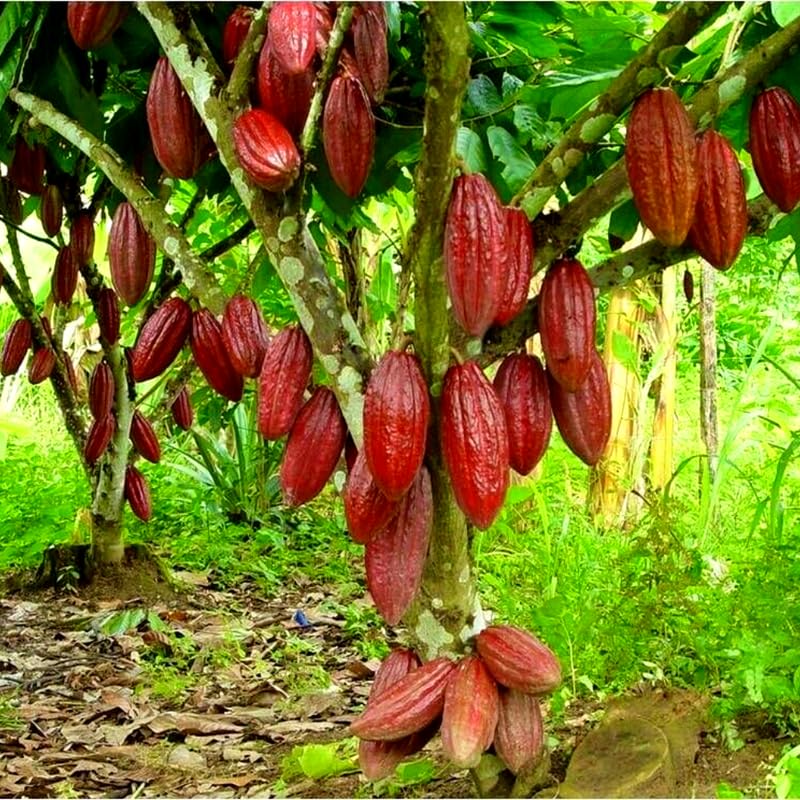 8" Cacao Tree Live Plant in Half Gallon Pot, Chocolate Tree Cocoa Plant for Zones 10-11, No CA