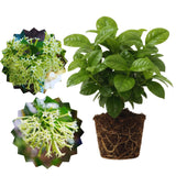 2 Night Blooming Jasmine Plants Live, 5 to 7 Inc Tall, Cestrum Nocturnum Plants Live, Jasmine Tree Seedlings