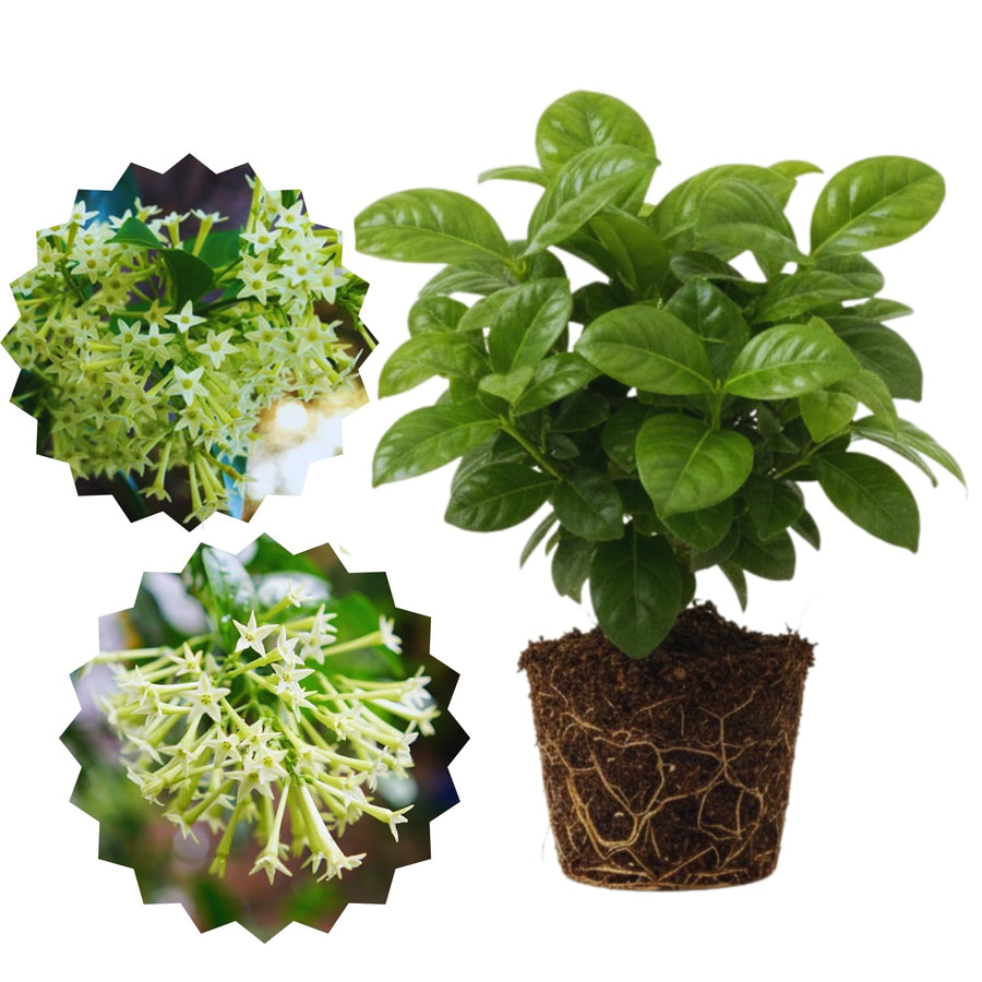 2 Night Blooming Jasmine Plants Live, 5 to 7 Inc Tall, Cestrum Nocturnum Plants Live, Jasmine Tree Seedlings