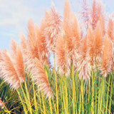 3 Pampas Grass Plants Live for Planting, Pink Pampas Grass Live Plant Ornamental Garden Indoor Outdoor