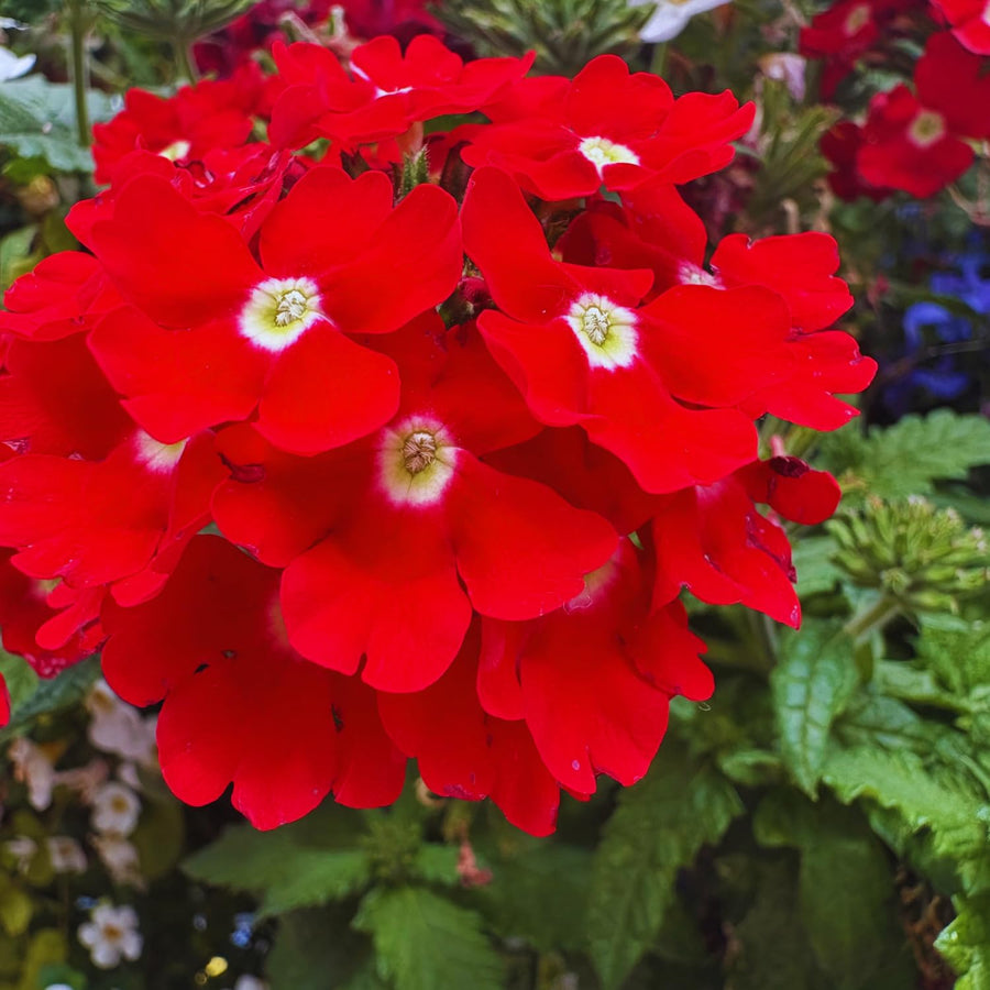2 Red Verbena Plants Live for Planting, Colorful Blooming Flower Plant, Verbena Live Plants, 4 to 6 Inc Tall