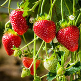 Set 3 Everbearing Strawberry Plants, Easy tp Plant, Sweet Strawberry Plants Live, Outdoor Gardening