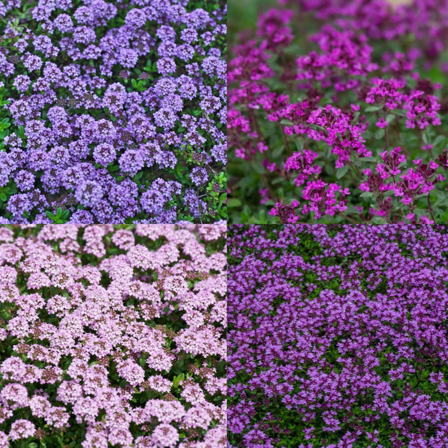 5000 Creeping Thyme Seeds for Planting - Ground Cover Herb Seeds, Low Growing Flowering Thyme for Lawn, Garden