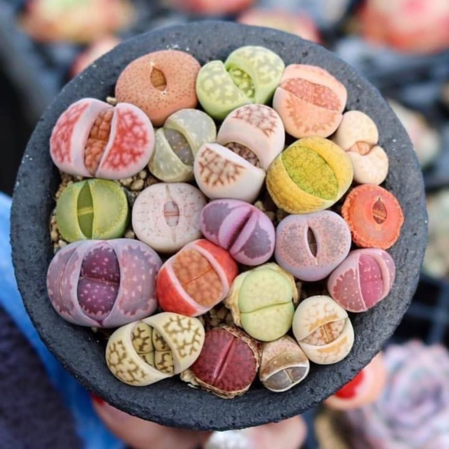 30 Assorted Lithops Live Plants, Large Lithops Living Stones Succulent Plant for Planting, Live Lithop Plants, Mix Colorful Succulents Bare Root Without Pot and Soil