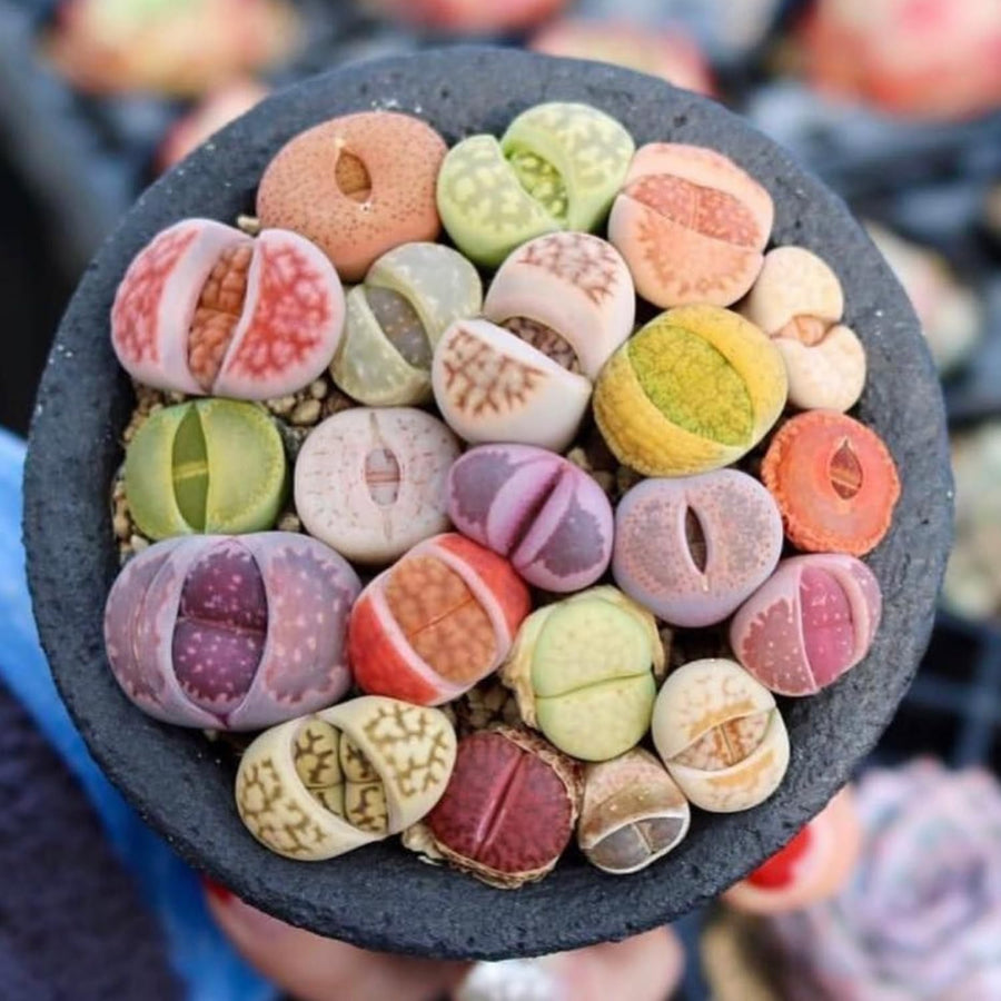 30 Assorted Lithops Live Plants, Large Lithops Living Stones Succulent Plant for Planting, Live Lithop Plants, Mix Colorful Succulents Bare Root Without Pot and Soil