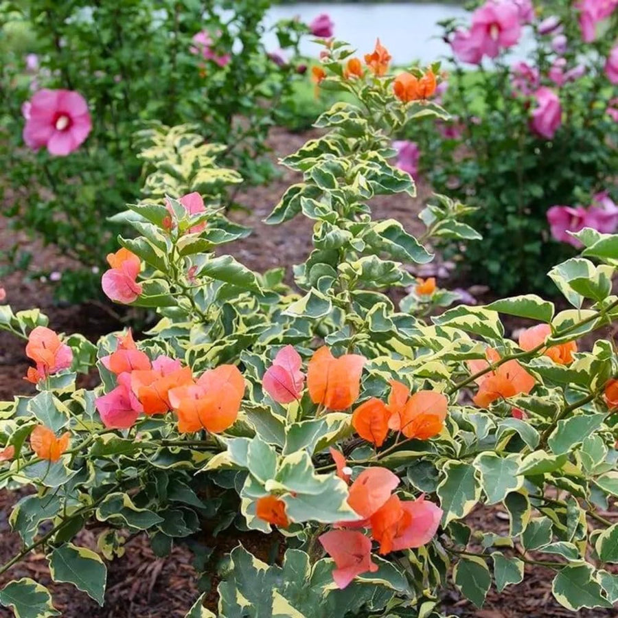 Set of 2 Trailing Bougainvillea Plants Live, Bougainvillea Flowering Vines, 5-9” Tall, Well-Rooted (Orange Ice Bougainvillea)