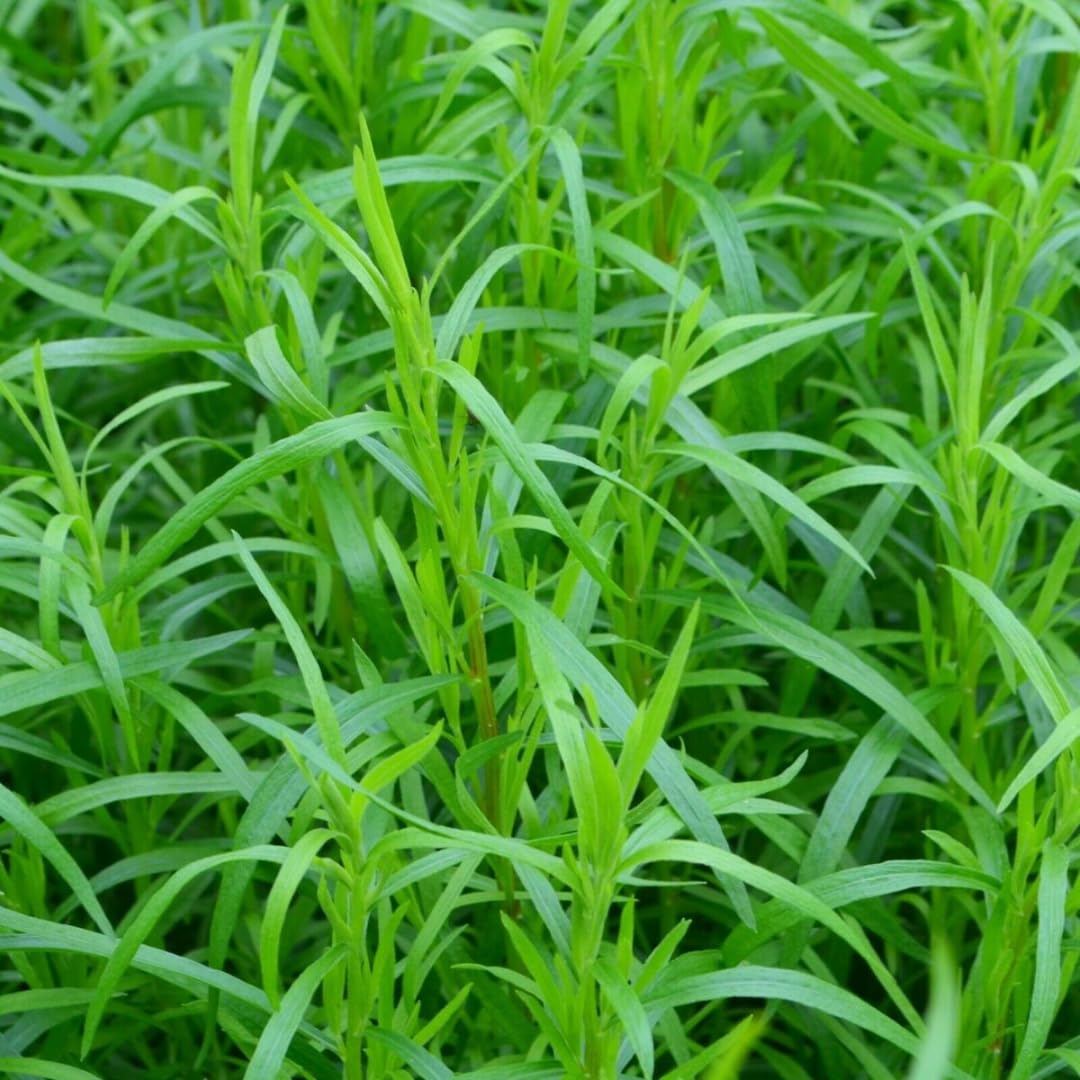 Pack 2 French Tarragon Plants Live, Tarragon Herb Plant Ready to Grow, 5-9 Inch Tall, Tarragon Mint for Your Garden