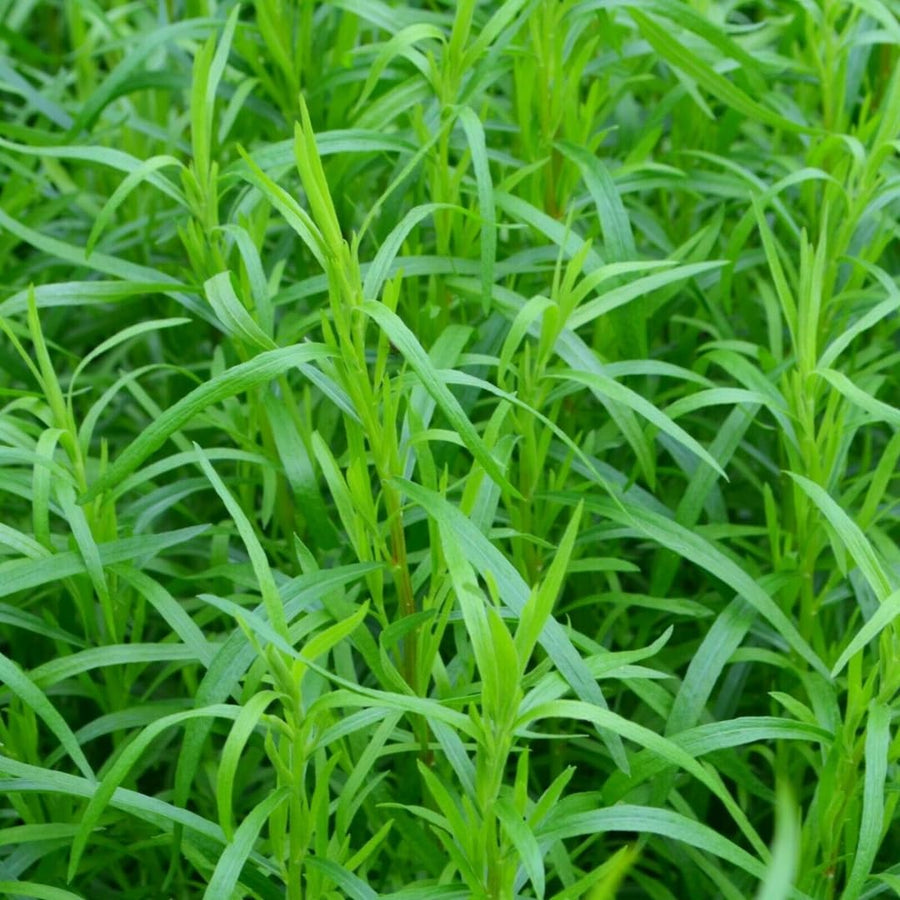 Pack 2 French Tarragon Plants Live, Tarragon Herb Plant Ready to Grow, 5-9 Inch Tall, Tarragon Mint for Your Garden