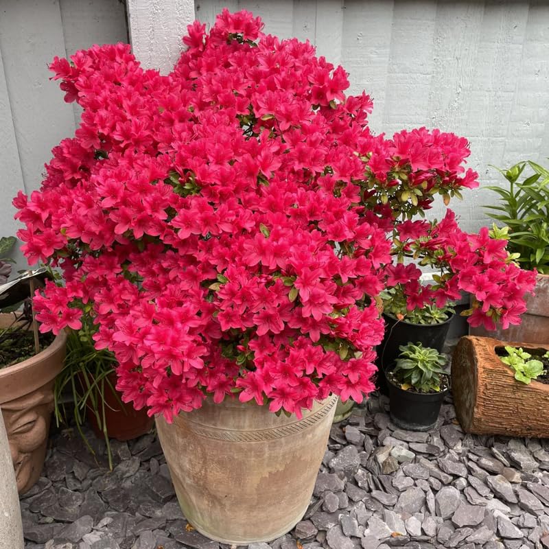 Red Azalea Plant in 4 Inch Pot, 8-10 Inch Tall, Azalea Bush Rhododendron Like Flowering Shrub with Vibrant Spring Blooms for Garden and Containers