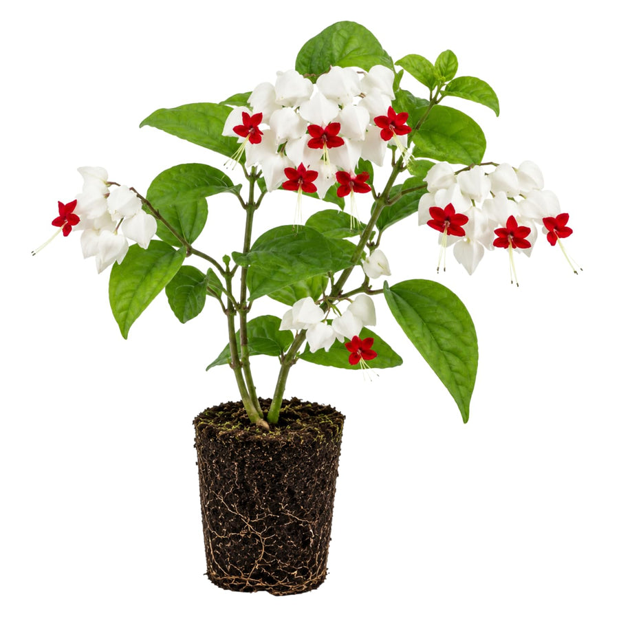 White Bleeding Heart Clerodendrum Plants Live, Trailing Light Bulb Flowering Vine, 4-8 Inch Tall, Ready to Plant Outdoor