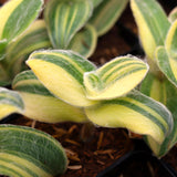 Velvet Tradescantia Plant 3.5'' Pot, Fuzzy Foliage Wandering Jew Houseplant, Easy Care Indoor Trailing Plant