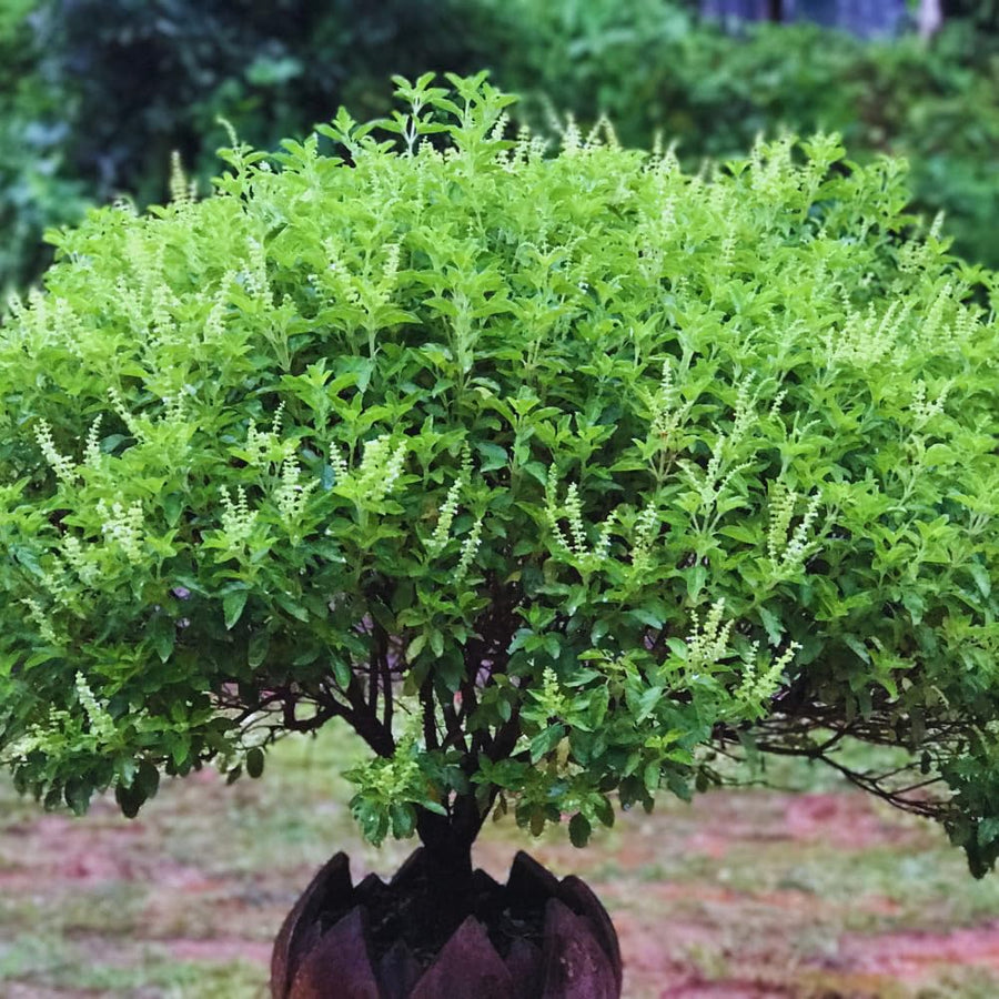 Set 3 Holy Basil Plant Live for Indoors, Tulsi Basil Plant Live, Well Rooted from 3 to 5 Inc Long