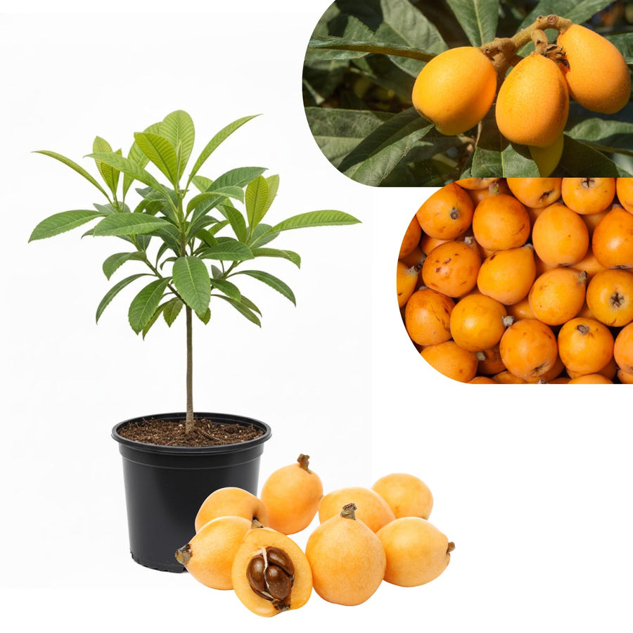 Loquat Tree Live Plant, Well Rooted Tropical Loquat 8-10″ Tall, Outdoor Garden Growing, Ready to Grow