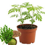 Set 2 Moringa Oleifera Drumstick Plant, Moringa Trees Live Plants, 4 to 6 Inc Tall Long, Tropical Herb Plant Garden Growing Inside or Outside, 2 Plants per Pot