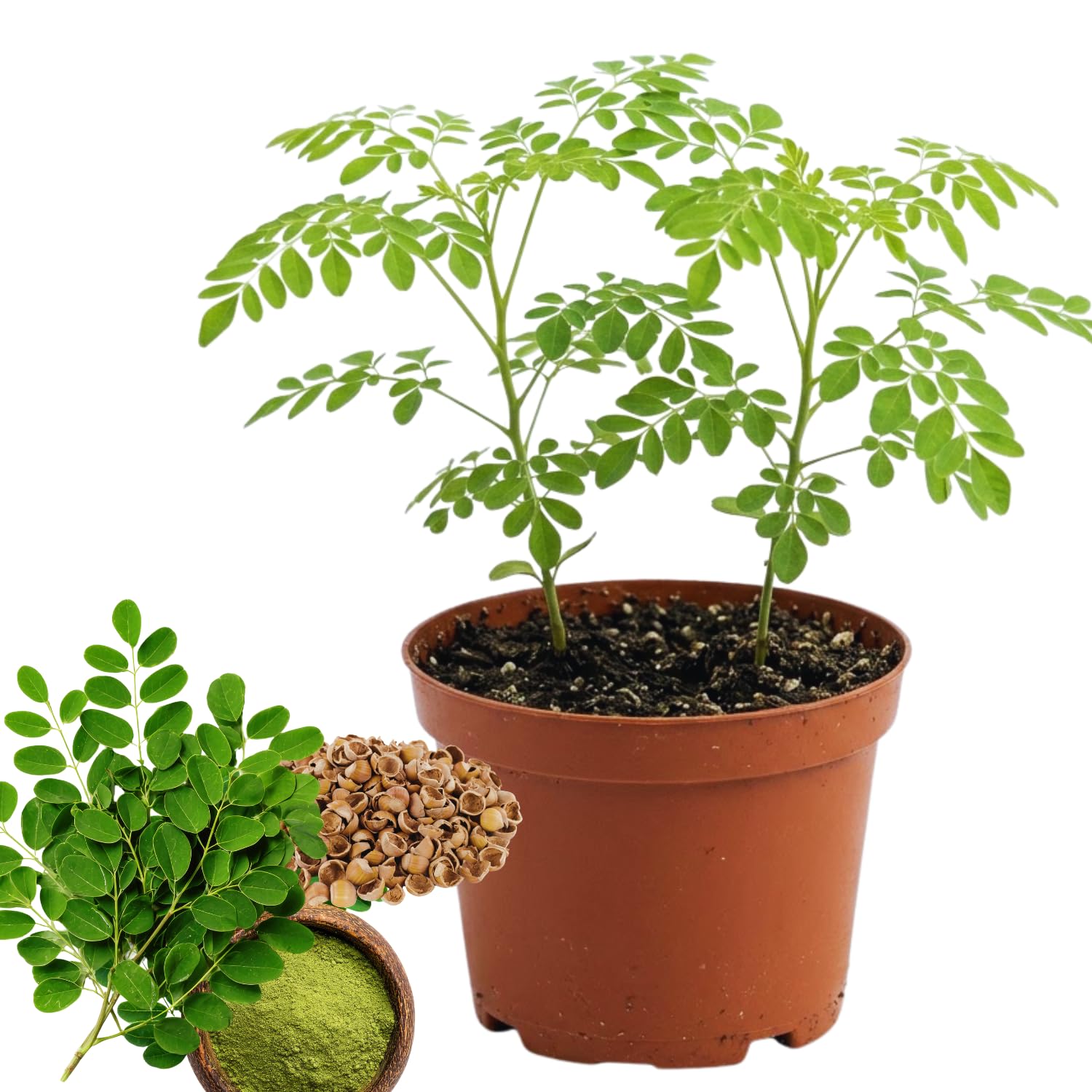 Set 2 Moringa Oleifera Drumstick Plant, Moringa Trees Live Plants, 4 to 6 Inc Tall Long, Tropical Herb Plant Garden Growing Inside or Outside, 2 Plants per Pot