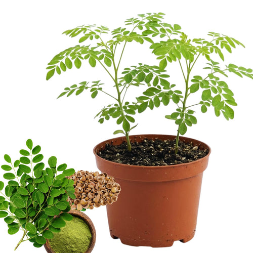 Set 2 Moringa Oleifera Drumstick Plant, Moringa Trees Live Plants, 4 to 6 Inc Tall Long, Tropical Herb Plant Garden Growing Inside or Outside, 2 Plants per Pot