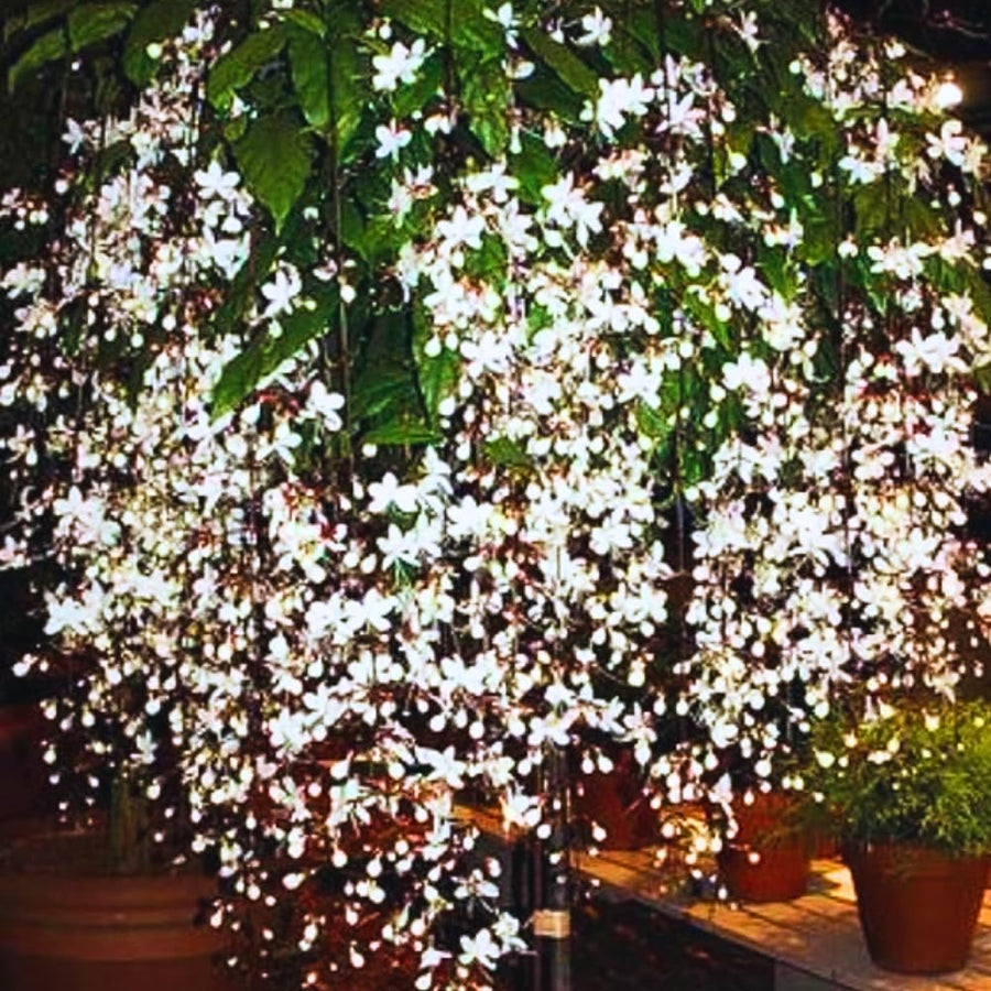 1 Clerodendrum Wallichii Plant Smithianum - Light Bulb White Chain of Glory Clerodendrum Live Plant - 4-9 Inc Tall - Great for Beautifying Indoor and Outdoor Spaces