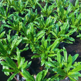 Set 2 Culantro Plants Live, Culantro Live Plant, 5 to 7 Inches Tall, Vegetable Herb Plant, No Potted