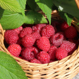 Large Raspberry Plants Live for Planting, 10 Months Old Raspberry Bushes Ready to Plant Outdoor, Cold Hardy for Year-Round Planting