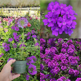 3 Trailing Perennial Purple Verbena Plants, 5-10 Inches Tall Verbena Bushes Shrubs, Well Rooted
