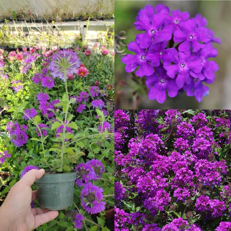 3 Trailing Perennial Purple Verbena Plants, 5-10 Inches Tall Verbena Bushes Shrubs, Well Rooted