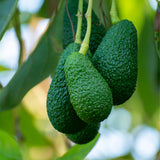 HASS Avocado Tree Live Plant, Avocado Fruit Tree for Garden or Container Growing, Well Rooted 6-10 Inches, Zones 9–11