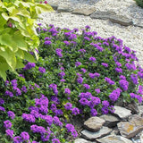 4 Purple Verbena Plants Live, 5-9" Tall Hardy Perennial Flower Plants, Well-Rooted for Outdoor Planting