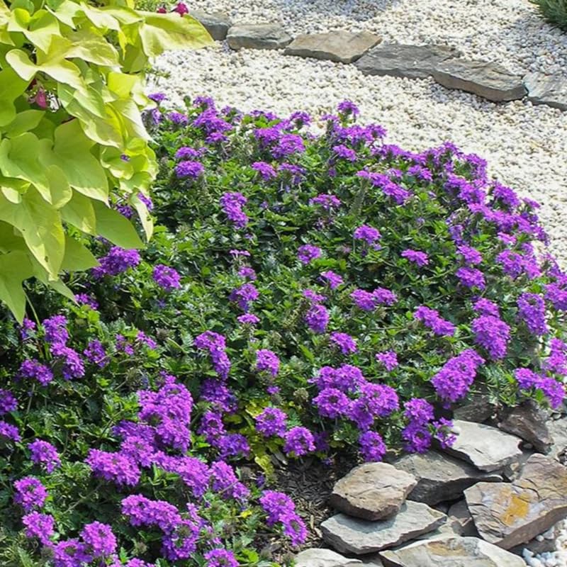 4 Purple Verbena Plants Live, 5-9" Tall Hardy Perennial Flower Plants, Well-Rooted for Outdoor Planting