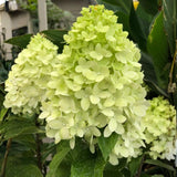 Green Hydrangea Live Plant, Quart Pot Hydrangea Plant - Change Bloom Colors, Perennial Hardy Blooming Shrub for Garden, Patio and Landscape