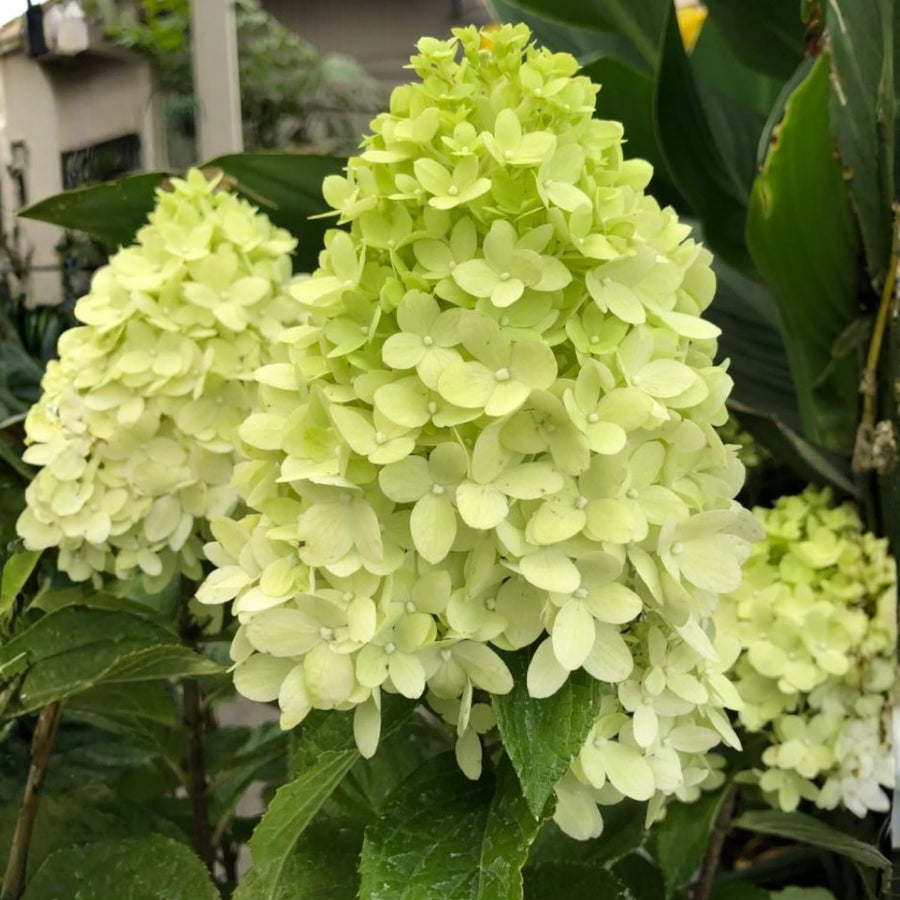 Green Hydrangea Live Plant, Quart Pot Hydrangea Plant - Change Bloom Colors, Perennial Hardy Blooming Shrub for Garden, Patio and Landscape