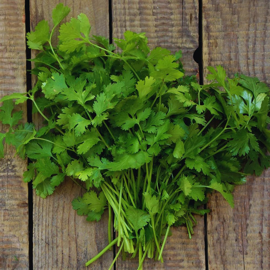 Cilantro Plant Live, Green Cilantro Live Plant Pot, 3.5 Inc Pot, Herb Vegetable Plant Gardening Outdoor Indoor, 5 to 7 Inc Tall