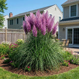 Set 200 Purple Pampas Grass Seeds for Planting, Pampas Grass, Ornamental Grass for Garden Decor, Landscape