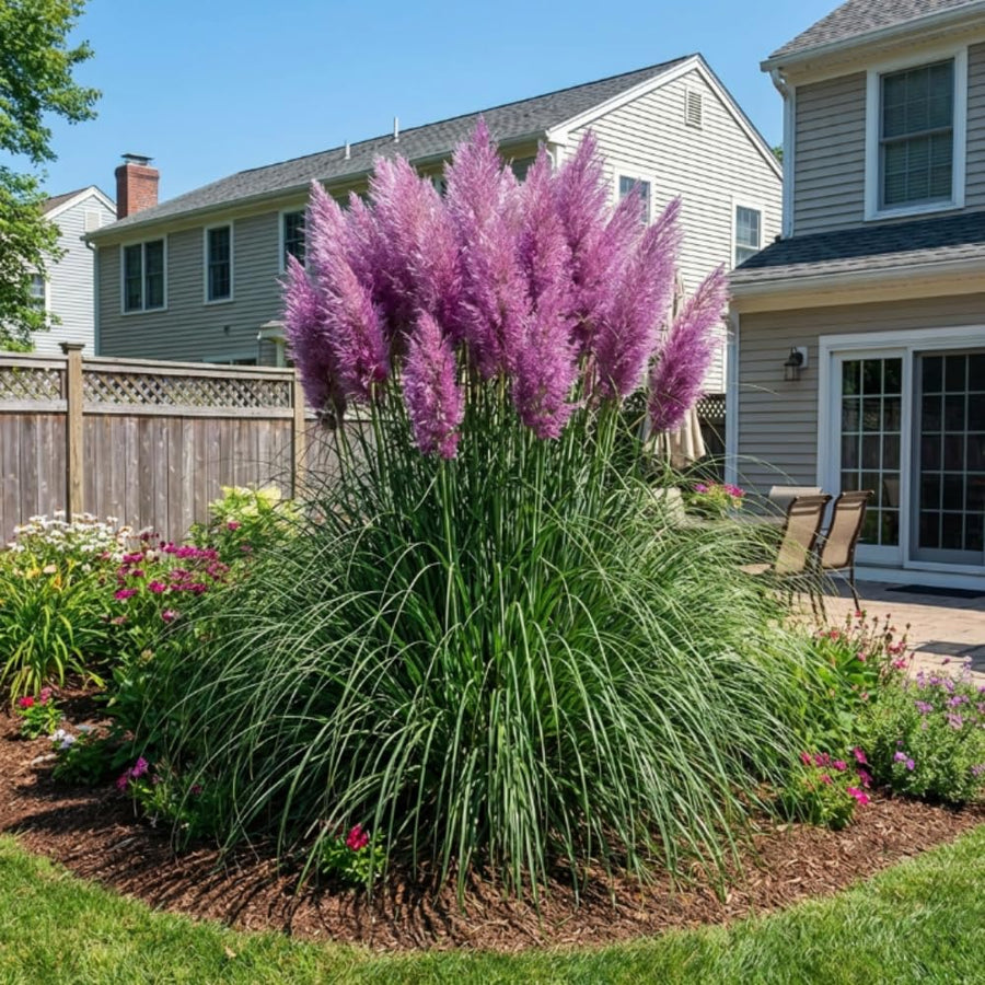 Set 200 Purple Pampas Grass Seeds for Planting, Pampas Grass, Ornamental Grass for Garden Decor, Landscape