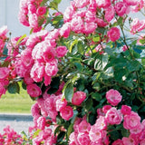 Pink Rose Live Plant, Climbing Rose Plant Live, Pink Climber Plant for Planting, No Leaf, Trim Back, Well Rooted, Bare Root