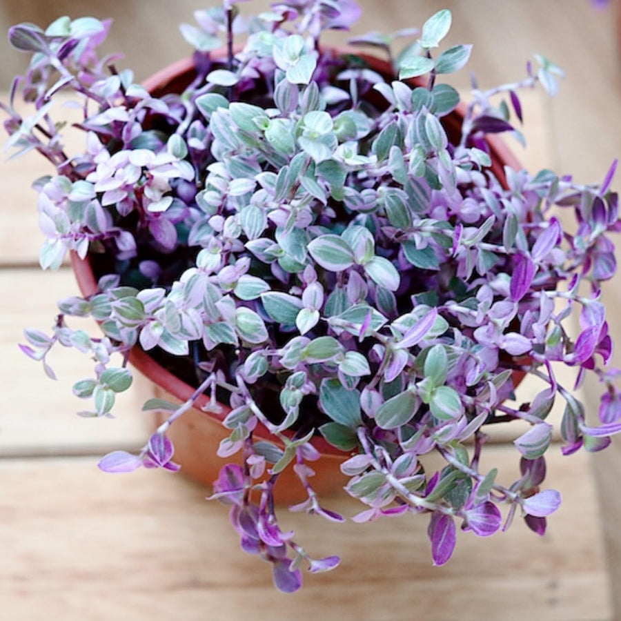 Creeping Pink Callisia Repens Plant Live, Tradescantia Callisia Repens Succulent Plants, Pink Turtle Vine Trailing Indoor Houseplant in 4" Pot