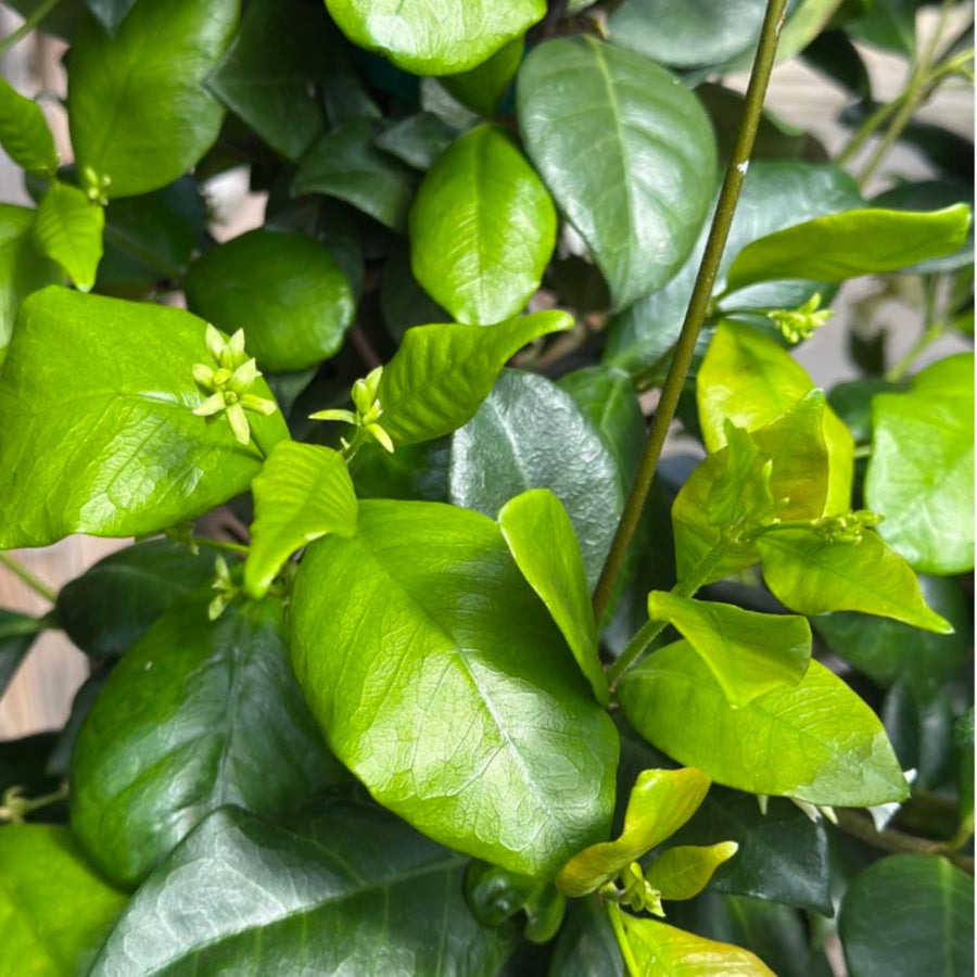 Green Star Jasmine Live Plant, Fragrant Flowering Jasmine in 3'' Pot, 8-10 Inches Tall, Flowering Vine Plant for Outdoor Garden