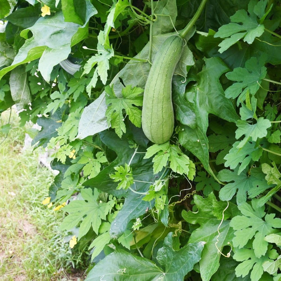 Luffa Sponge Gourd Seeds 70 Count, Loofah Seeds for Planting, Fresh Vegetable Garden Growing Seed