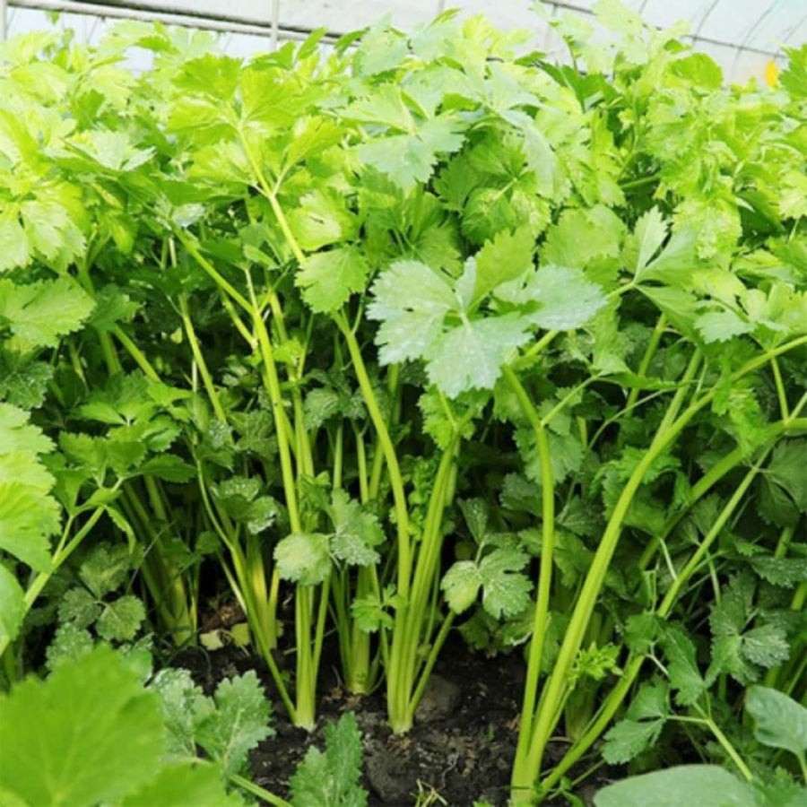 Set of 500 Cilantro Seeds for Planting, Cilantro Herb Vegetable, Herb Seeds, Ready for Planting
