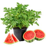 Sugar Watermelon Plant Live, Watermelon Vine Plant, 4 Inches Tall in 3.5 Inch Pot, Sweet Fruit, Fast Growing for Garden Growing