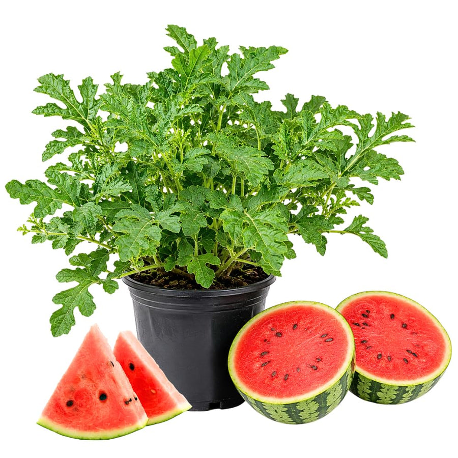 Sugar Watermelon Plant Live, Watermelon Vine Plant, 4 Inches Tall in 3.5 Inch Pot, Sweet Fruit, Fast Growing for Garden Growing