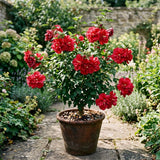 Red Rose of Sharon Live Plant in Quart Pot, Althea Hibiscus Flowering Shrub for Outdoor Garden