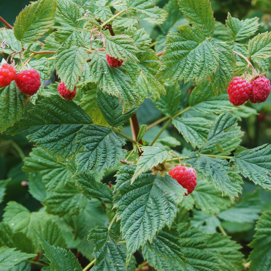 2 Raspberry Plants Live for Planting, 5 to 7 Inc Long, Raspberry Bushes Live Plants Outdoor Growing, No Pot