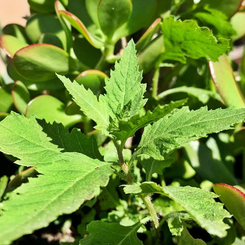 Live Epazote Herb Plant, Epazote Plant Live 4” Potted Culinary Herbs for Indoor or Outdoor, 6-9" Tall