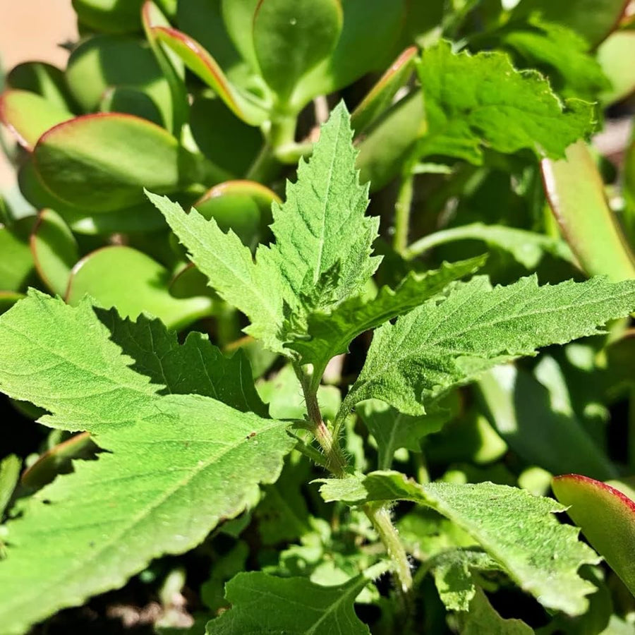 Epazote Plant Live, 4 Inch Pot, Epazote Herb for Culinary and Garden Growing