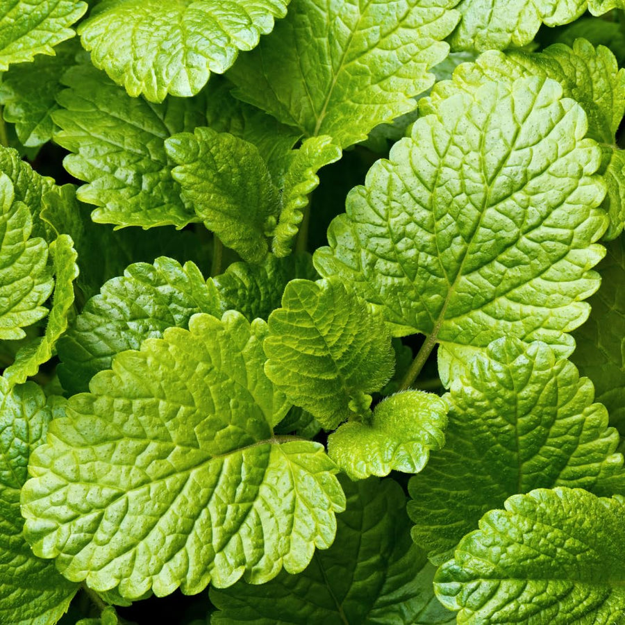 Live Lemon Balm Herb Plant, Fragrant Herb Plant, 6-9 Inches Tall for Growing