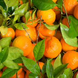Mandarin Tangerine Tree Live Plant, Grafted 2 Years Old, 3 Feet Tall, Citrus Orange Clementines Satsumas Like, Ready to Plant Outdoor Zones 9-11