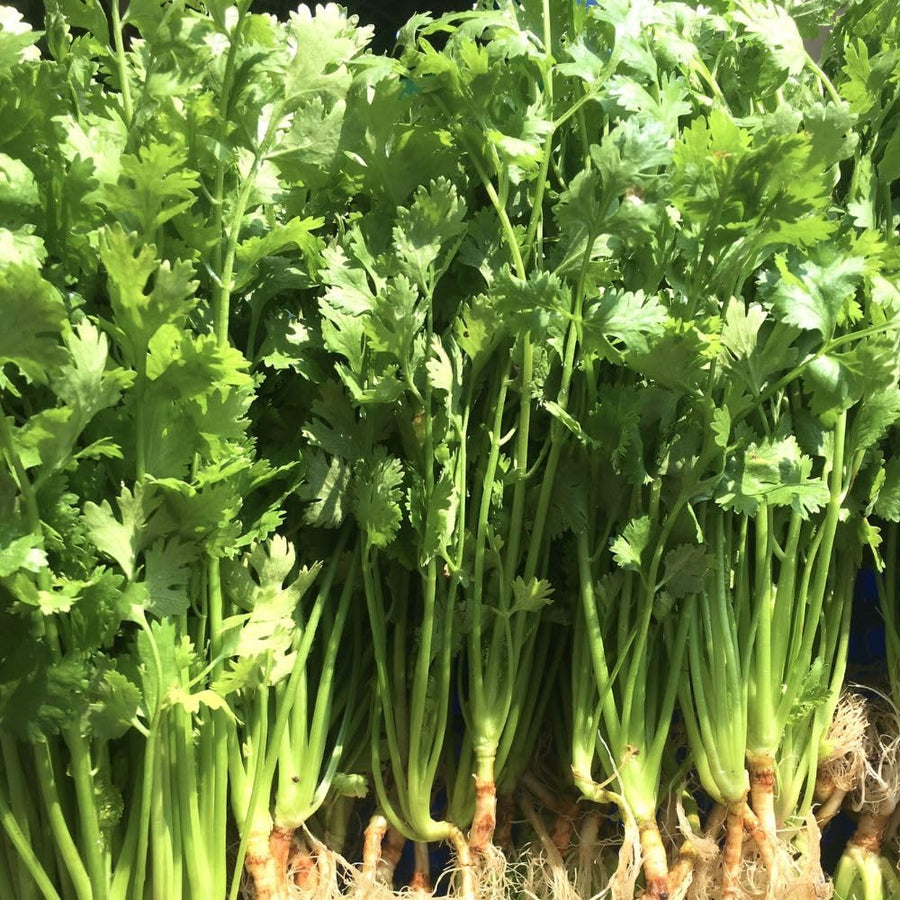 Pack 500 Cilantro Seeds for Planting Outdoor, Cilantro Herb Seeds for Outdoor Gardens, Fast Growing Herb