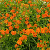 2 Butterfly Milkweed Plants Live, Live Milkweed Plants, Asclepias Tuberosa Plant for Gardening, 5 to 7 Inc Tall