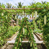 2 White Bittermelon Plants Live, Bitter Melon Live Plant Pot, Bitter Gourd Plant 6-8 Inc Tall, Vegetable Plant Garden